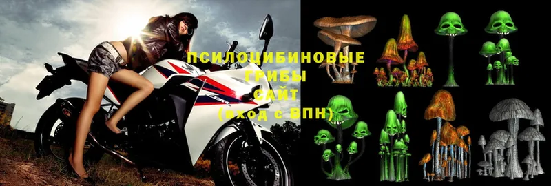 МЕГА ССЫЛКА  Туринск  Галлюциногенные грибы Psilocybe 